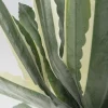 Pianta decorativa Agave 50cm - KARE