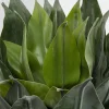Pianta decorativa Agave 120cm - KARE