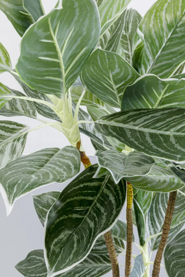 Pianta decorativa Calathea 140cm - KARE