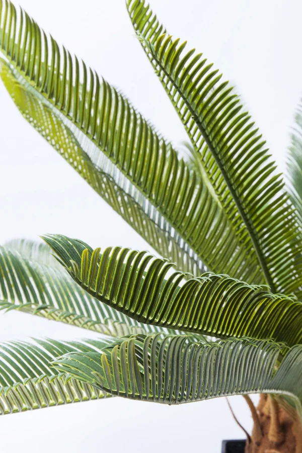 Pianta decorativa Cycas 78 cm - KARE