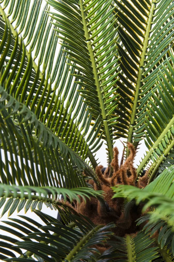 Pianta decorativa Cycas 78 cm - KARE