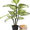 Pianta decorativa Dieffenbachie 100cm - KARE