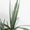 Pianta decorativa dracena Drachenbaum 155cm - KARE