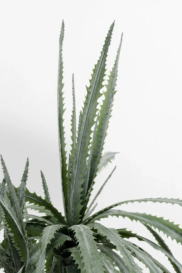 Pianta decorativa dracena Drachenbaum 155cm - KARE