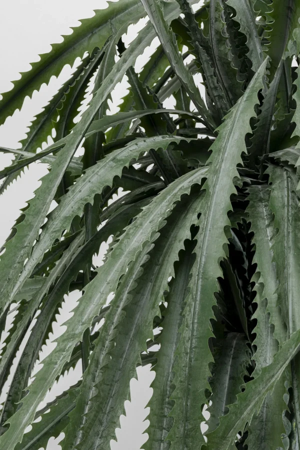 Pianta decorativa dracena Drachenbaum 155cm - KARE