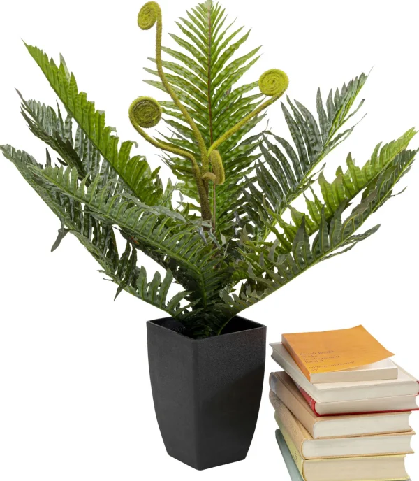 Pianta decorativa Farn 55cm - KARE