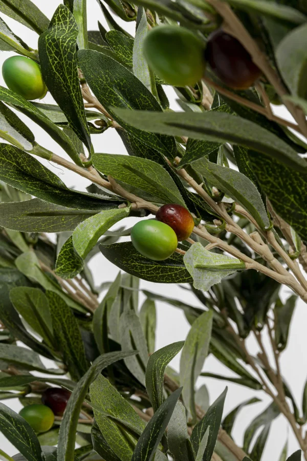Pianta decorativa Olive Tree 120cm - KARE