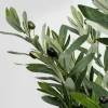 Pianta decorativa olivo 150cm - KARE