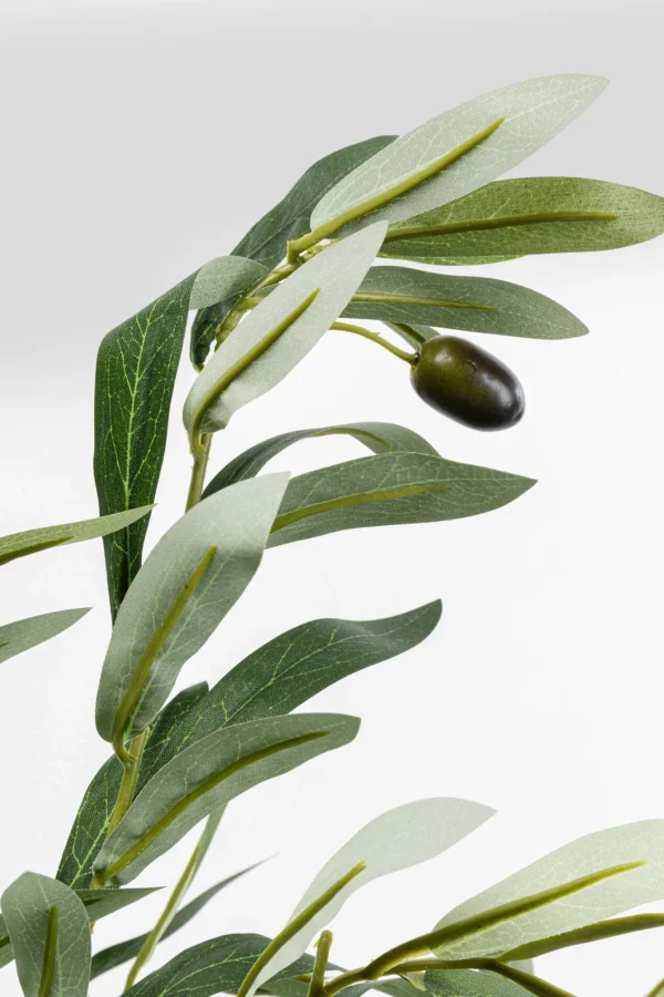 Pianta decorativa olivo 150cm - KARE