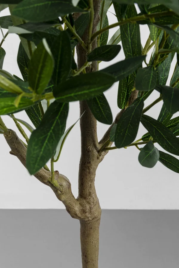 Pianta decorativa olivo 150cm - KARE