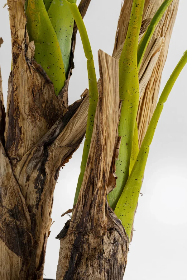 Pianta Decorativa Palm Tree 190cm - KARE