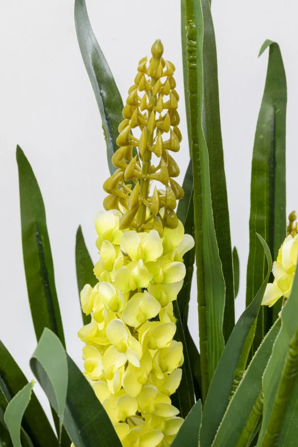 Pianta decorativa Rhynchostylis 150cm - KARE
