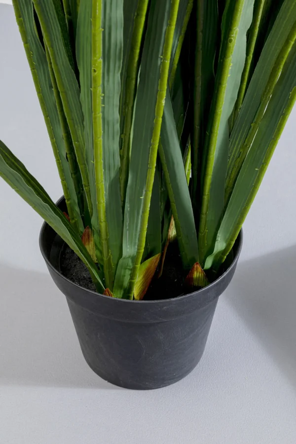 Pianta decorativa Rhynchostylis 150cm - KARE