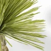Pianta decorativa Yucca Rostrata 180cm - KARE