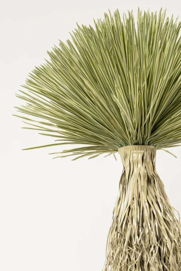 Pianta decorativa Yucca Rostrata 240cm - KARE