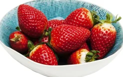 KARE Design Ciotola Mustique Ø17cm - KARE> Stoviglie|Piatto