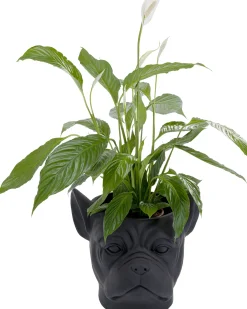 KARE Design Oggetto decorativo Bulldog nero - KARE> Vasi E Fioriere|Vasi