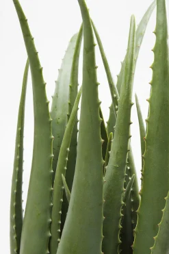 KARE Design Pianta Decorativa Aloe 69cm - KARE> Piante Artificiali