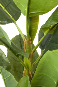 KARE Design Pianta Decorativa Banana Tree 180cm - KARE> Piante Artificiali